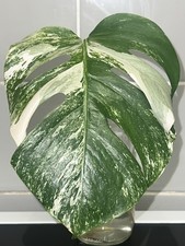 Rooted Monstera Albo Single