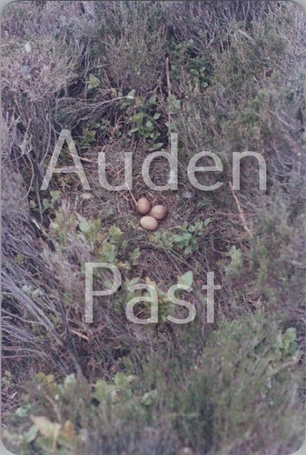Three wild bird eggs - bird,