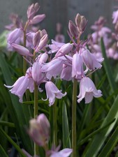 Hyacinthoides pink
