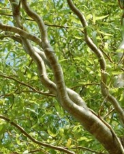 Curl Willow trees, contorted