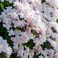 Clematis Montana Pink