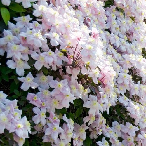 Clematis montana pink - clematis,
