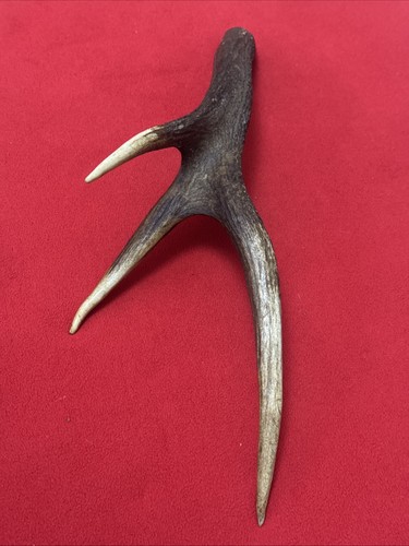 One piece deer antler - piece, of