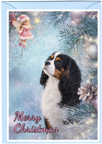 Cavalier king charles spaniel - charles,
