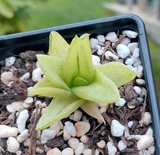 Aloe 'Walmsleys Bronze' - Hybrid Variegated Succulent / Cacti - Industrial Agave