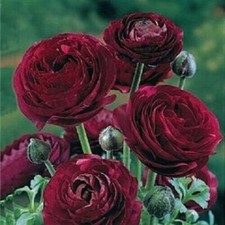 Ranunculus deep purple - ranunculus,