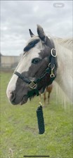LEATHER PLATED HEAD COLLARS