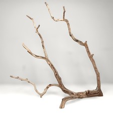20" Manzanita Driftwood