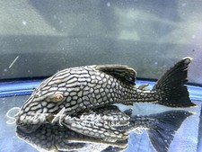 L-330 L330 Spotted Watermelon