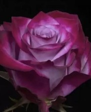 HYBRID TEA ROSE ‘’DEEP