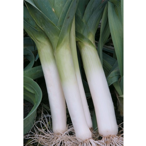 Leek seeds hardy vegetable - hardy,