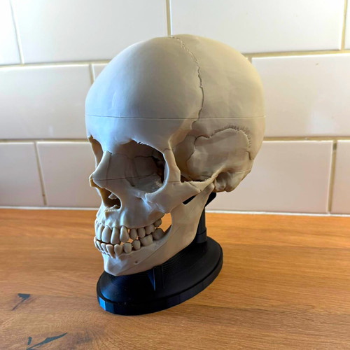 Human skull anatomical model - skull,