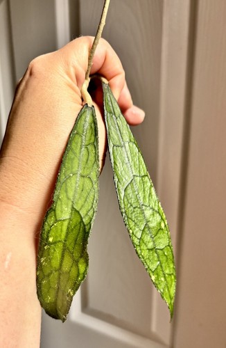 Rare hoya clemensiorum - rare,