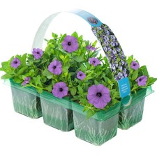Petunia Surfinia Heavenly Blue