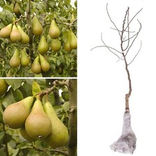 Dwarf patio conference pear - dwarf,