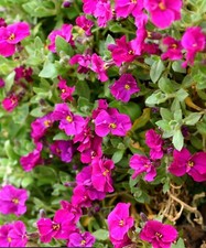 8 x Aubretia Royal Red medium