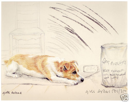 Jack russell terrier dog - jack,