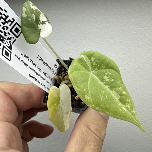 Alocasia maharani variegata - alocasia,