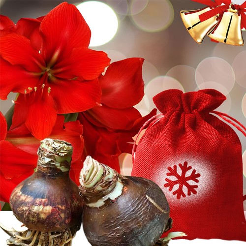Amaryllis bulb 30cm christmas - 30cm,