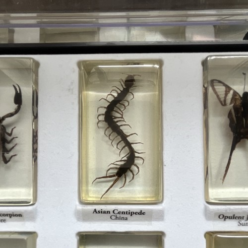 Asian centipede real life - asian,