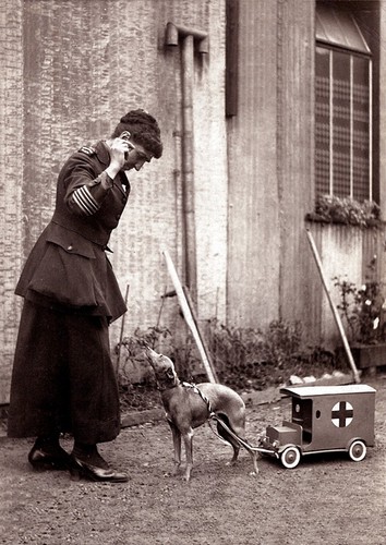 Italian greyhound dog lady - italian, &