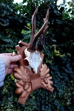 Roe Deer Antler Trophy Roebuck