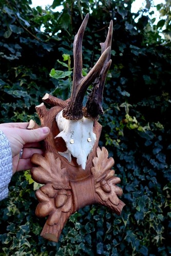 Roe deer antler trophy - antler,