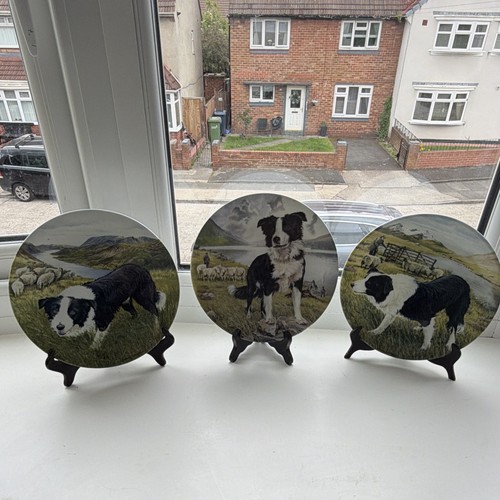 Border collie plates derek - border,