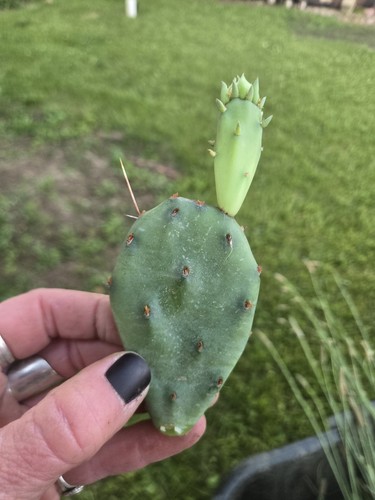 Eastern prickly pear cactus - 1,