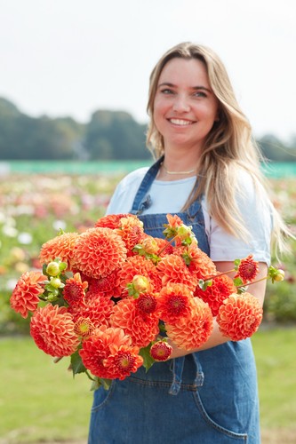 Dahlia tuber orange symphony - -,