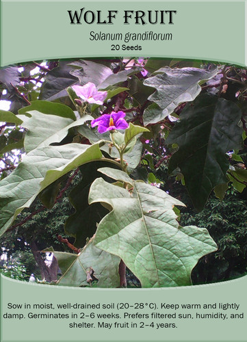 Wolf fruit solanum - wolf,