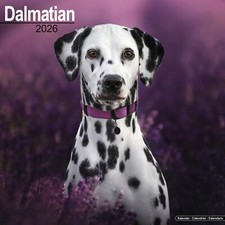 Dalmatian 2026 Calendar | Dog