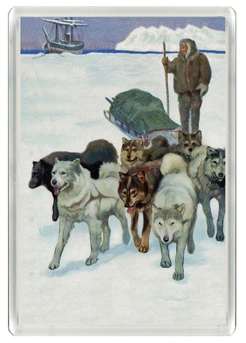 Siberian husky sled dog fridge - husky,