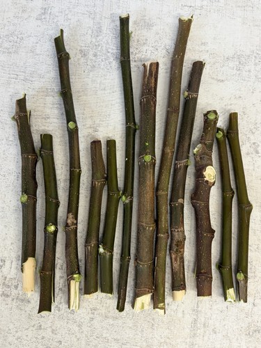 Violette sollies fig tree - de,