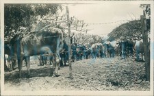 1940s St Johns charity worker photo, Antigua Cattle behind Barbed fence 5.5*3.5"