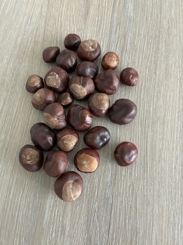 Conkers horse chestnuts pack - horse,