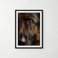 A4 German Shepherd Close Up