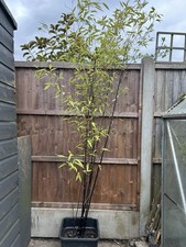 Phyllostachys nigra Bamboo 18L