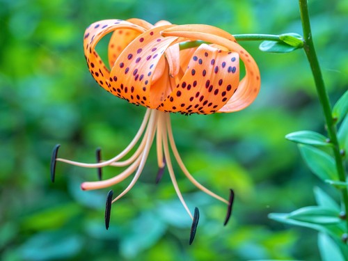 Columbian tiger lily oregon - columbian,