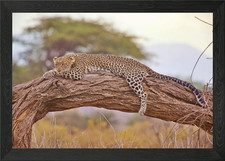Big cat framed wall - big, poster