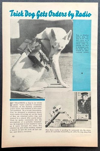 Trick dog gets orders by - orders,