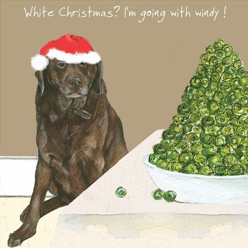 Chocolate labrador christmas - labrador,