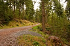 Photo A1 Grizedale Forest Park Track and Trail The wooden post is colour c2011