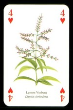 1 x playing card of the herb Lemon Verbena - 4 of Hearts ZU 11
