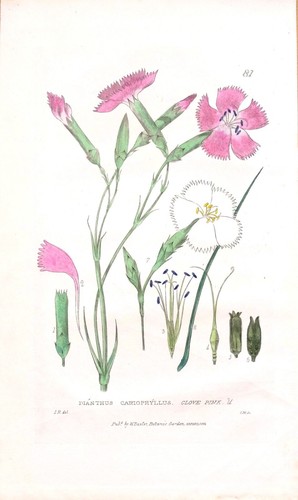 Antique botanical print - antique,
