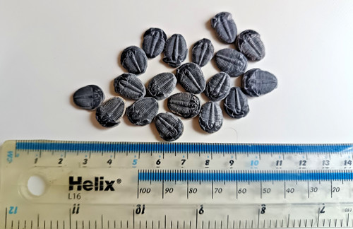 Small sized cambrian - small,