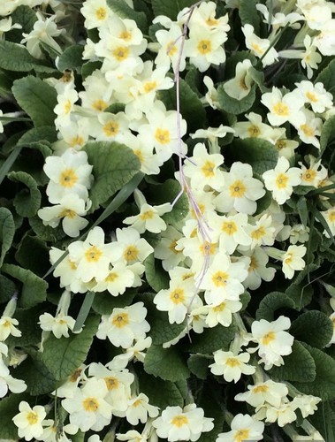 Potted primrose light yellow - potted,