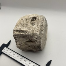 Whale Or Dolphin Vertebrae