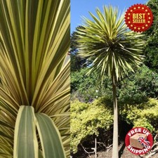 Hardy Cordyline australis Palm Torbay Dazzler Garden Outdoor Evergreen Plant