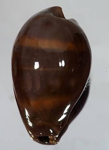 Cypraea erronea adusta dilated - erronea,